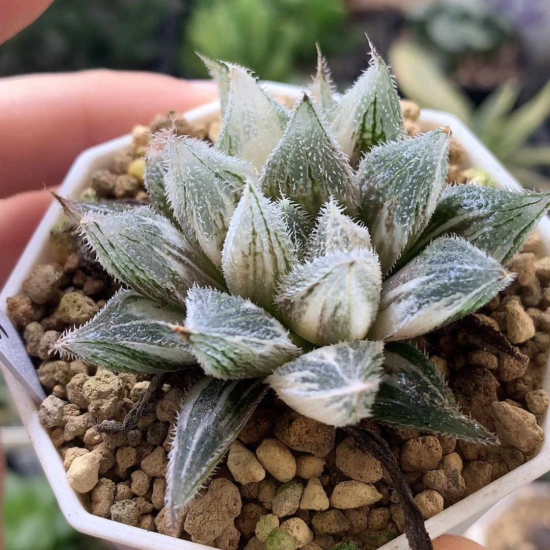 绘卷锦带盆土发货tolywjj