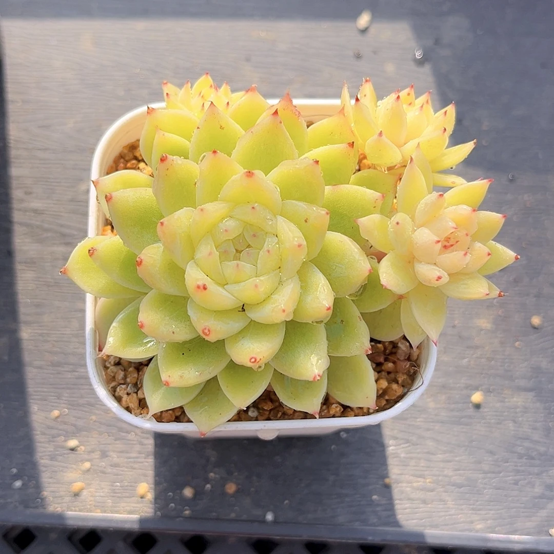 408 碎月珍妮 满18包邮