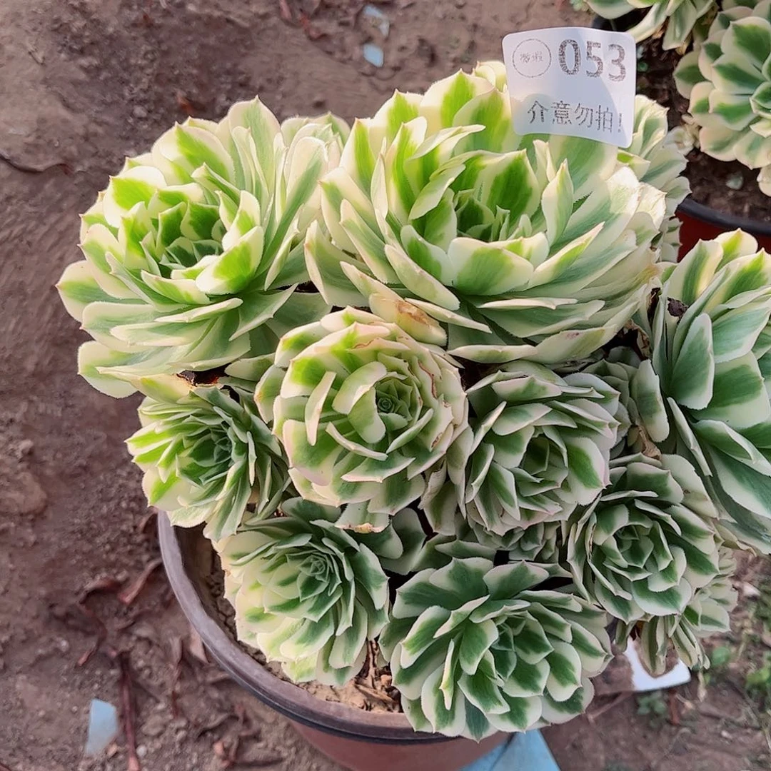 无花朵多肉植物053