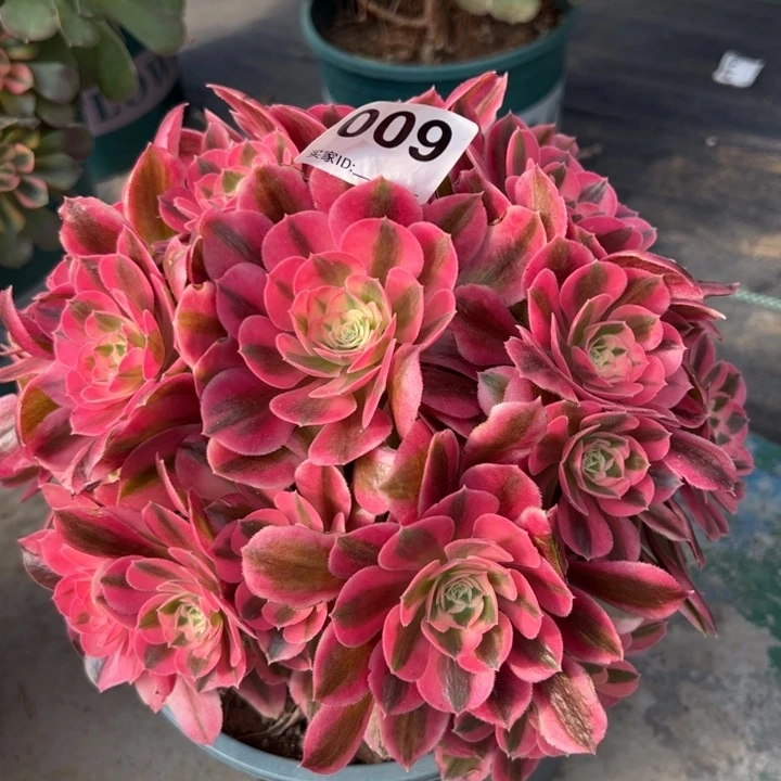 009女巫20厘米左右