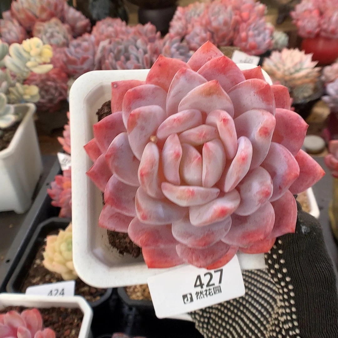 427雪天使多肉植物66666