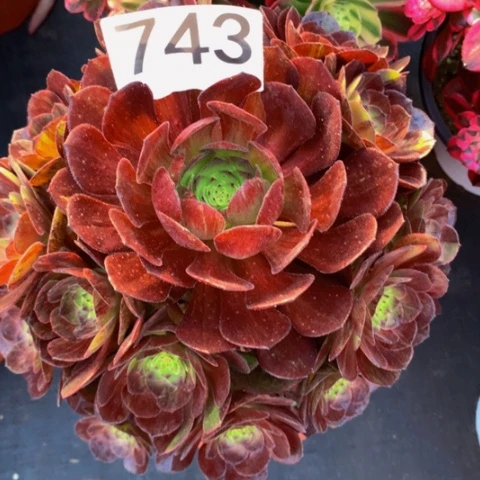 墨染743法师多肉