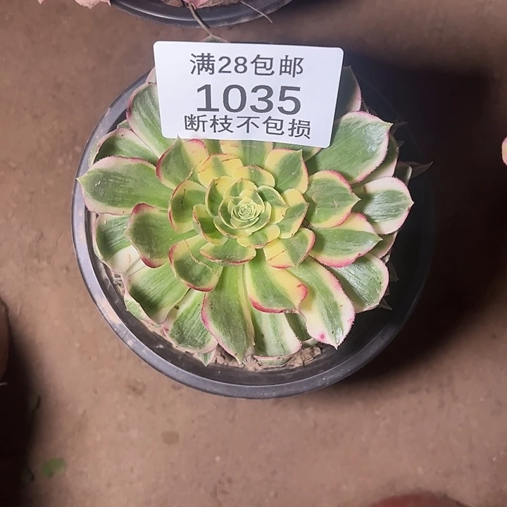 李***工1035海王多肉植物