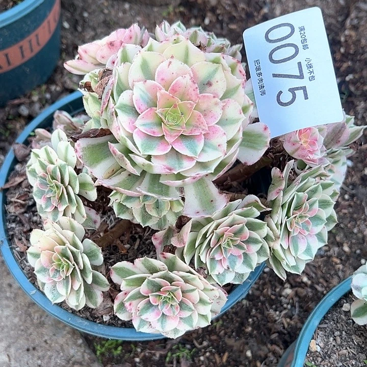 雨***天0075倾城多肉植物