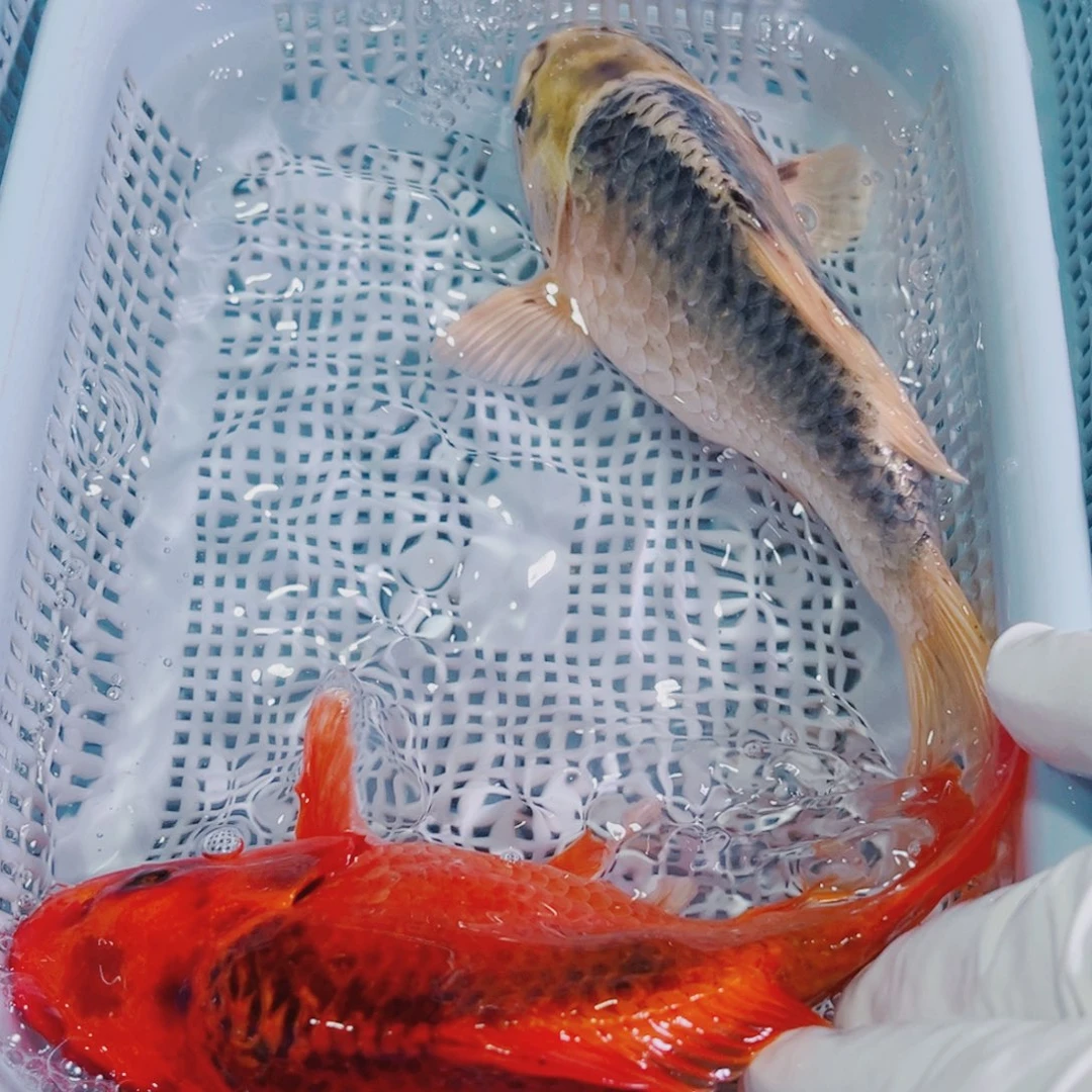 锦鲤锦鲤观赏鱼冷水141