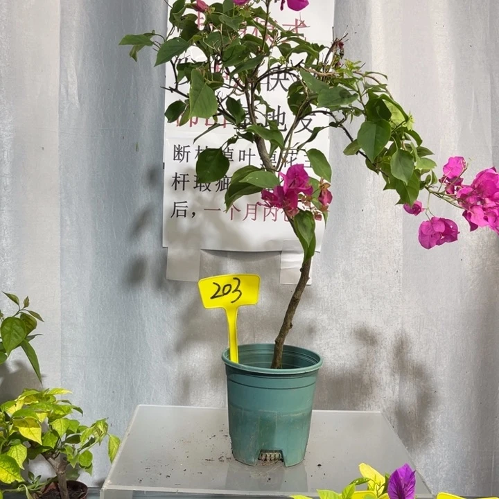 当前无花栽培后可以开花203玫瑰红