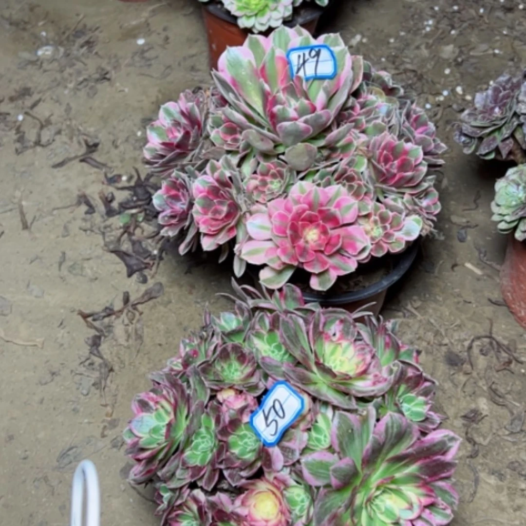 【闪购商品】海鲜49