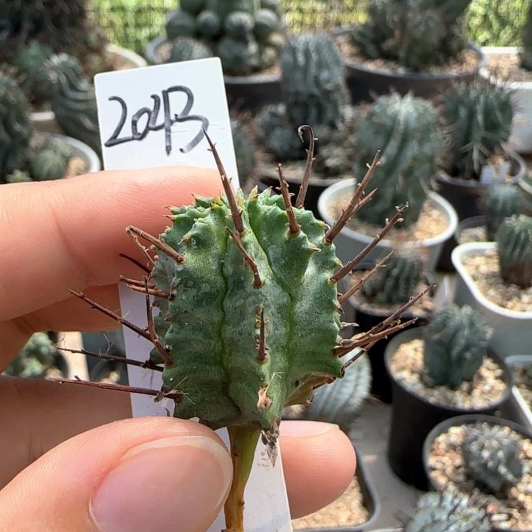 2043大型狂刺侧牙