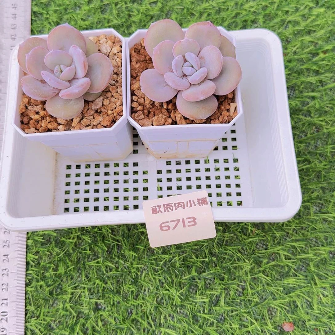 @*烨多肉植物奶茶单头两颗6713