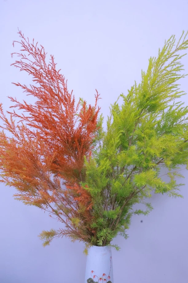 鲜切花千层金水培瓶插秋天氛围感