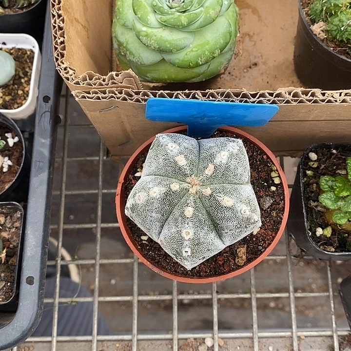 英***开播前的一一物一拍