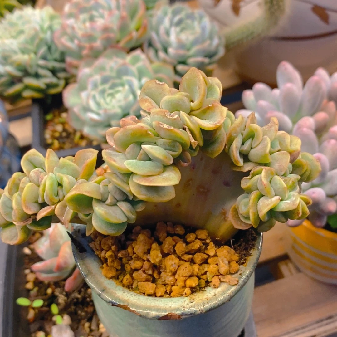 成***长多肉植物肉肉植物