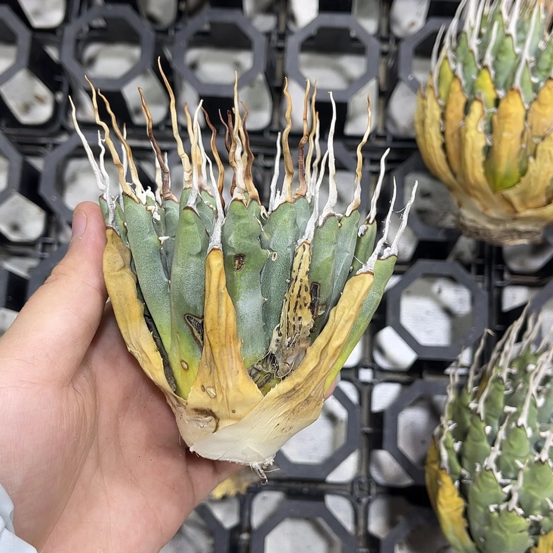 枯***．生桩妖炎好养好价