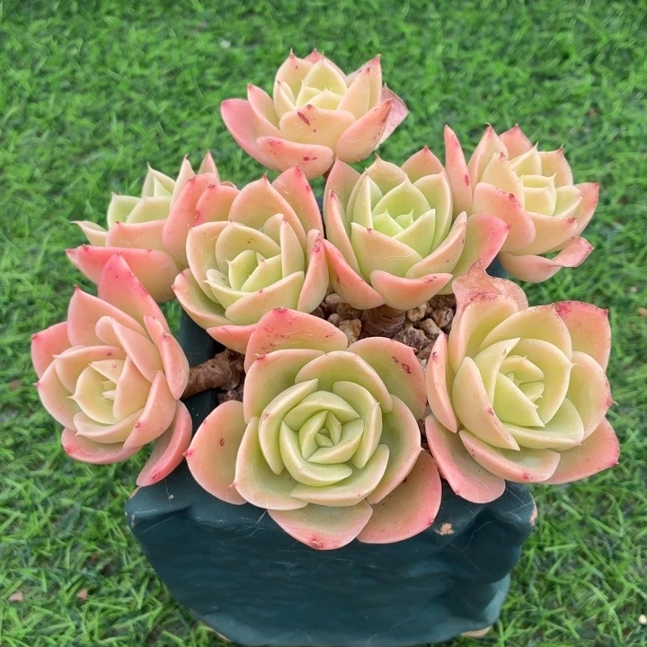 多肉植物 星娜塔-4