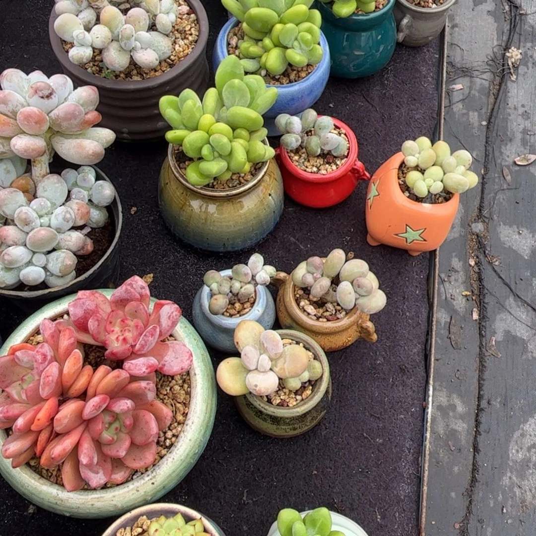 陆***钢多肉植物1111111111