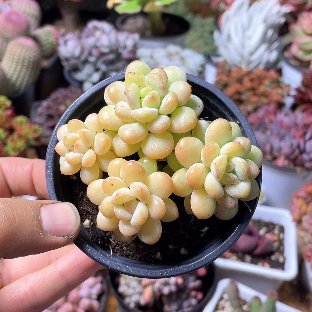 阳光玫瑰带盆发货