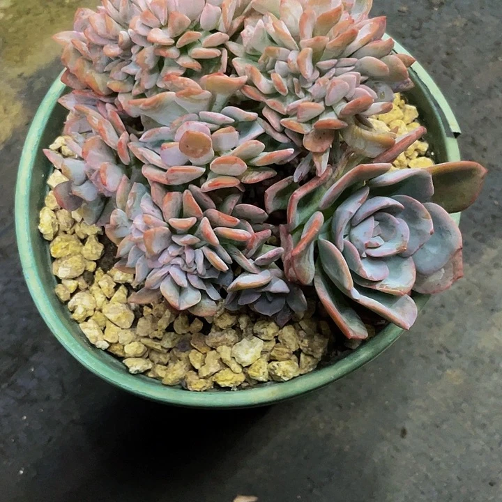 ฅ***ฅ一物一拍一物一拍