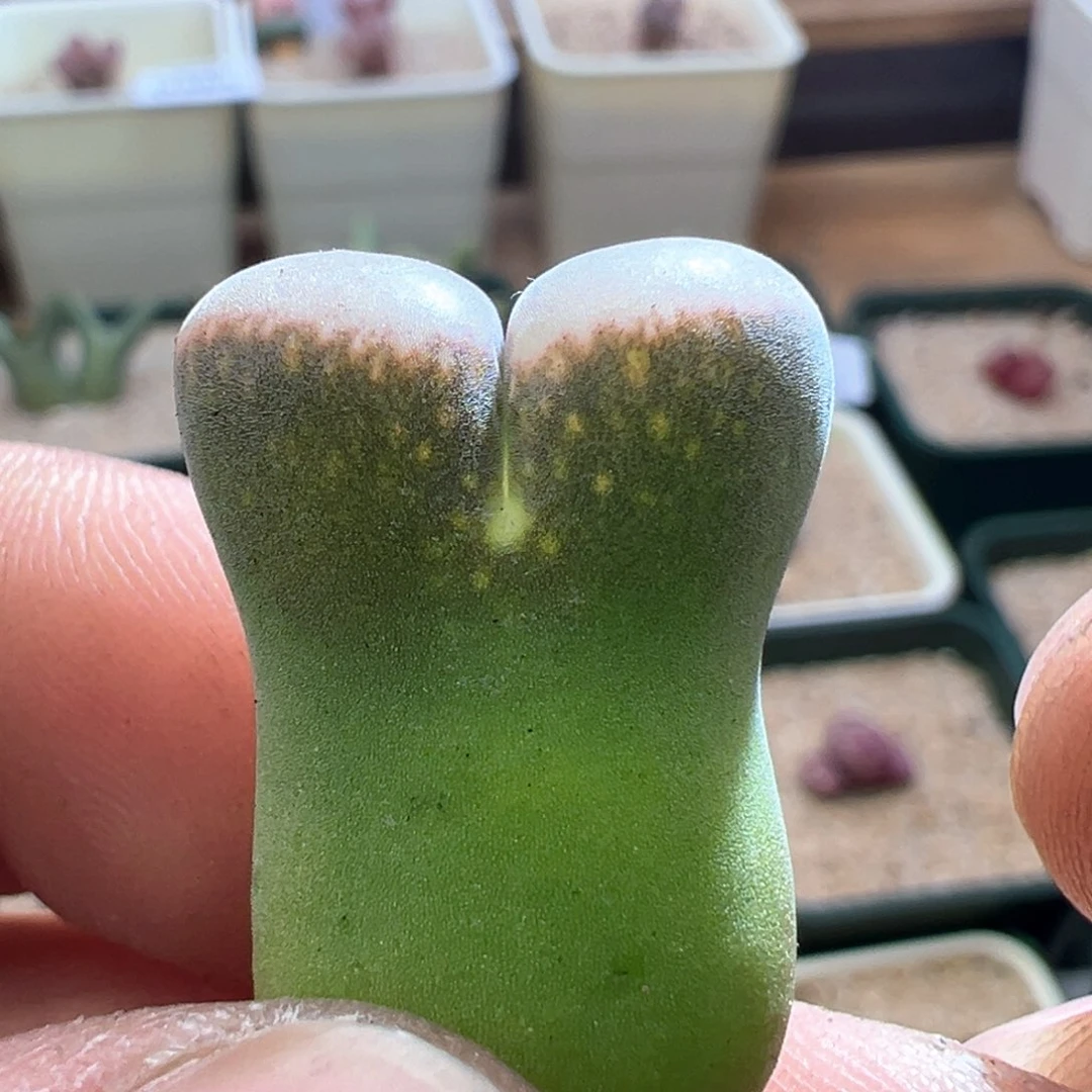 407好看风铃一颗