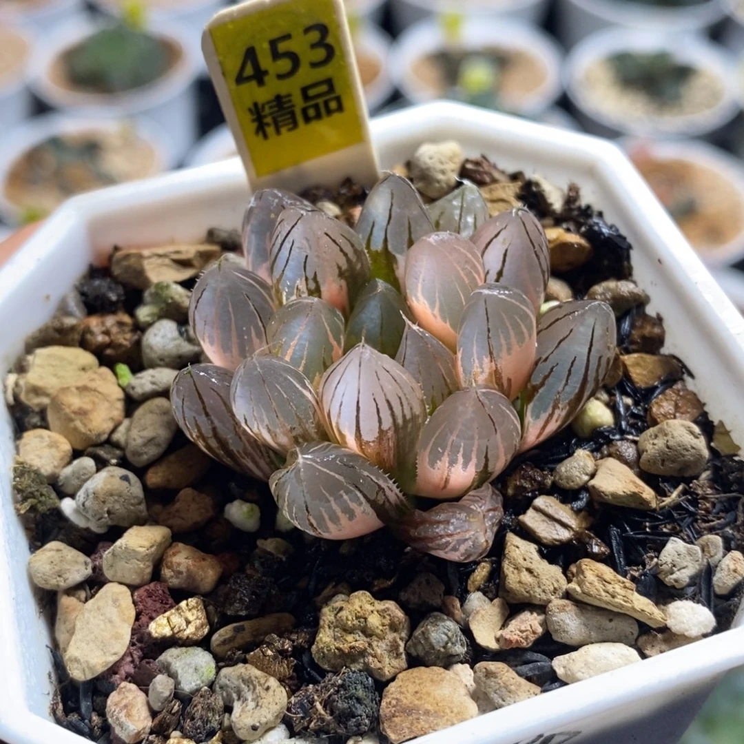 453霓虹灯十二卷多肉植物