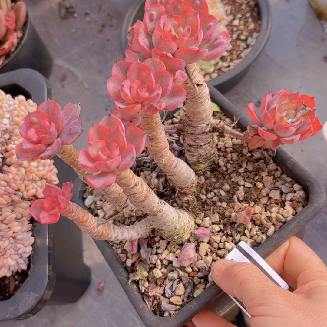 雨滴05141多肉植物