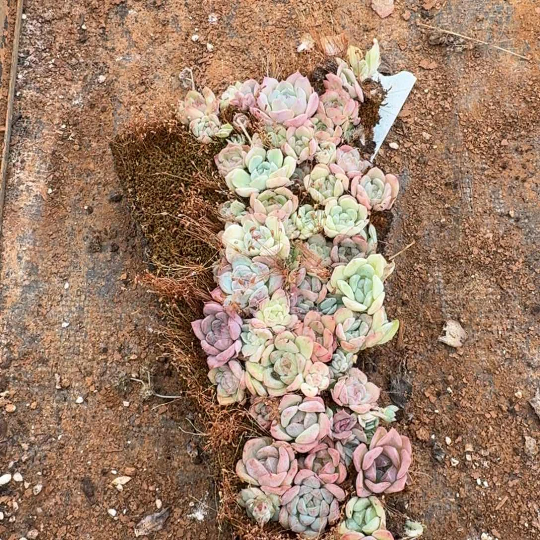 10-57糖心切糕一份量拍