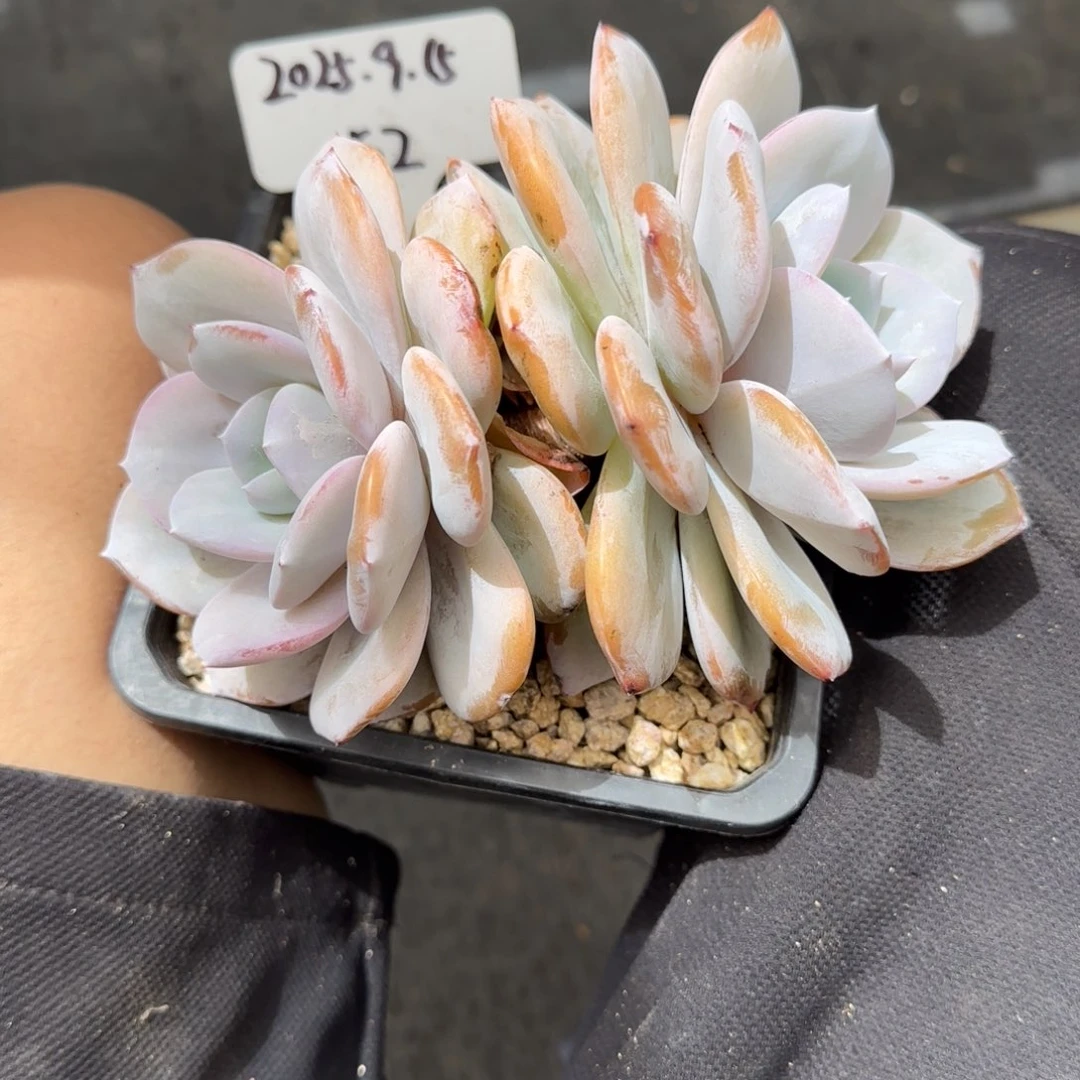 一物一拍奶茶双头52