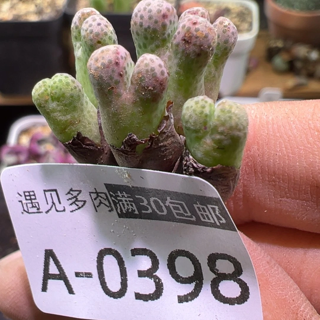 多肉植物11111111111