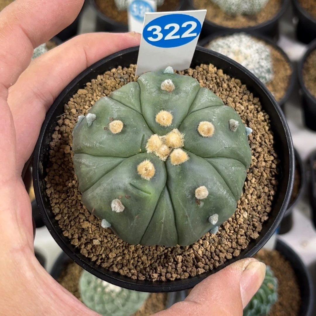 322实生五棱复棱兜带盆