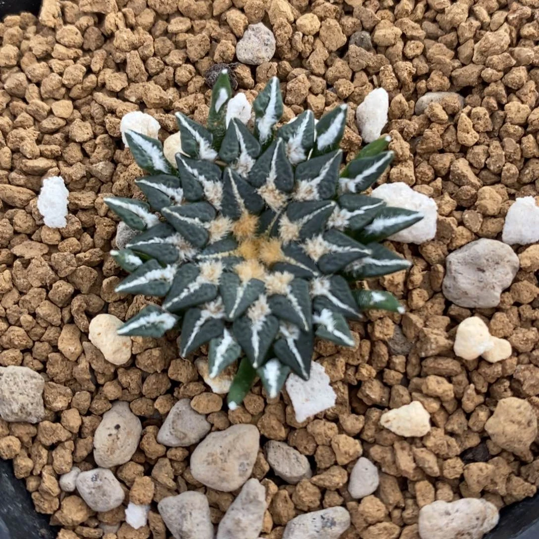 实生白粉花姬牡丹特价