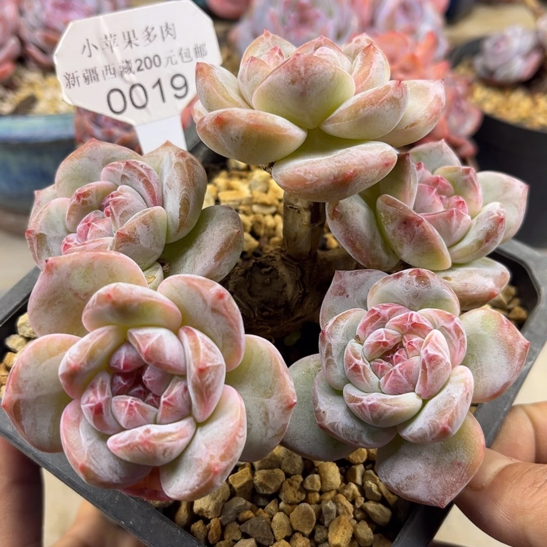 粉底紫心019/12cm5头