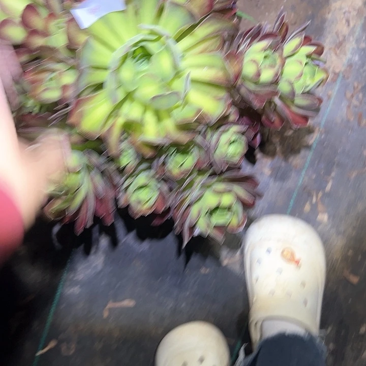 一单包邮不售后法师64