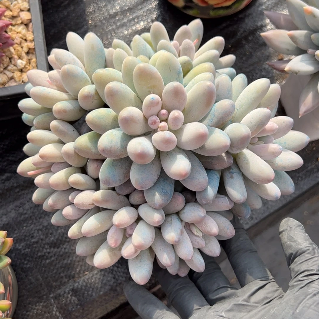 小****汤圆多肉一物一拍