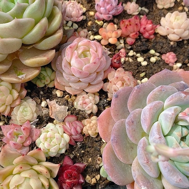 97 多肉植物盆栽花卉盆栽