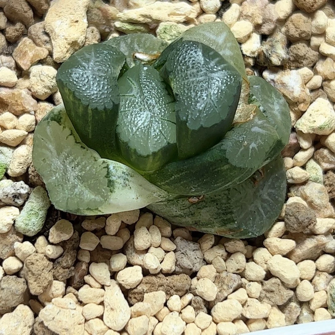 花菱锦十二卷多肉植物满