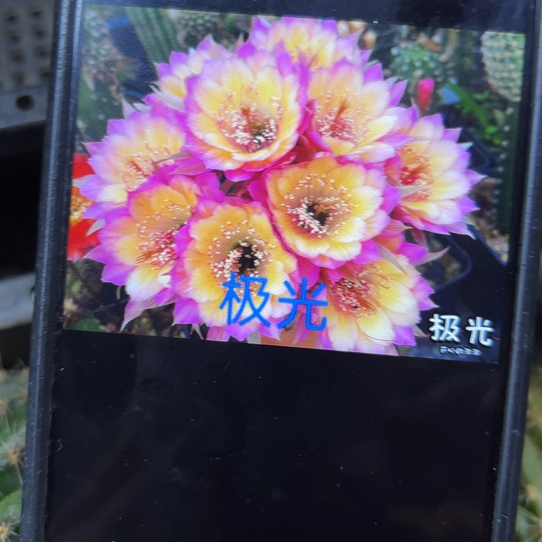 2颗极光丽花侧牙20包邮23