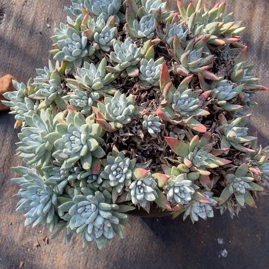 雨***白母瑕疵不售后啦啦啦