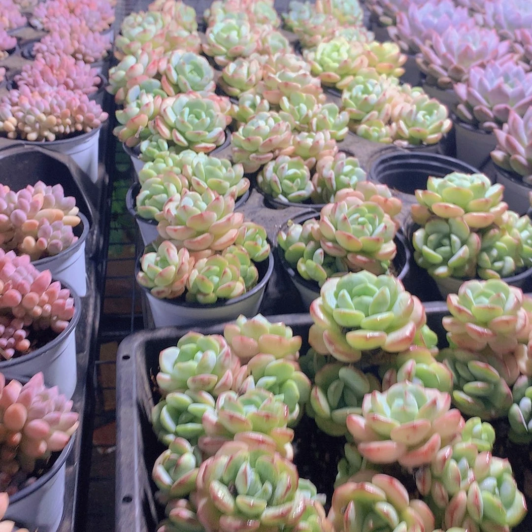 香草碧斯45678899900