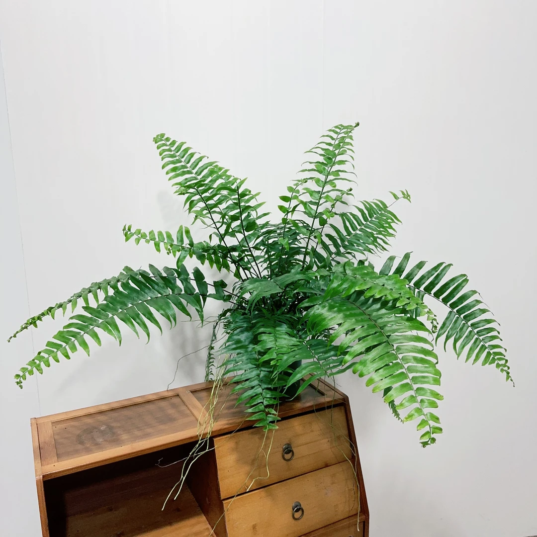 【霸王蕨】长叶大型网红蕨类室内垂吊植物北欧风客厅观叶绿植盆栽
