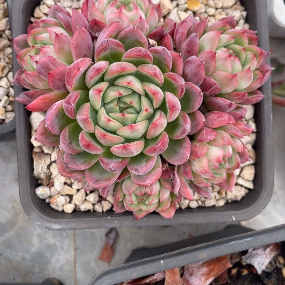 东云杂交群生满35包邮