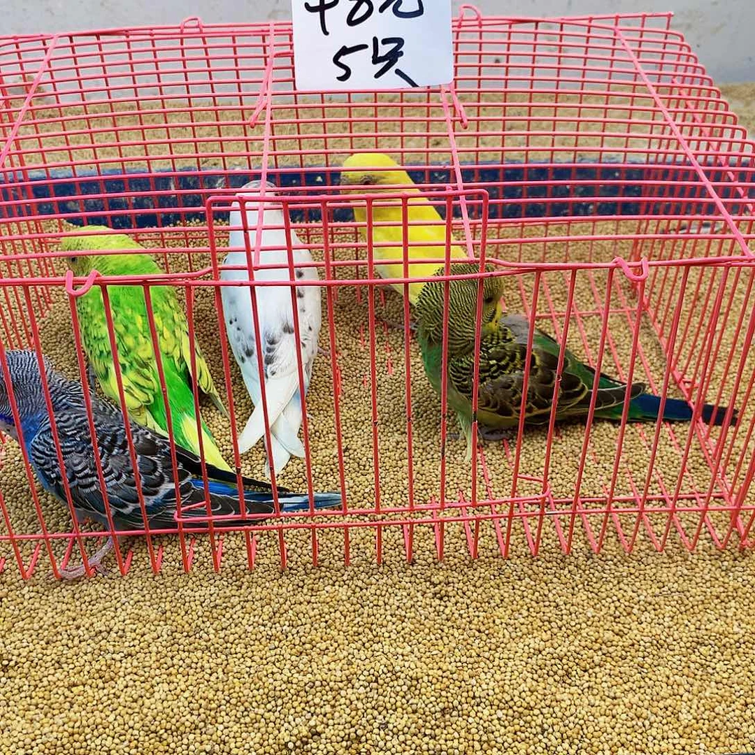 问***。虎皮鹦鹉牡丹一如