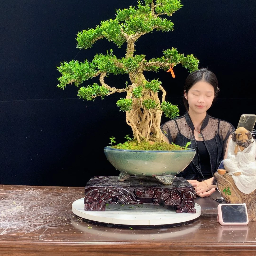 完全开放广东皱皮雀舌黄杨