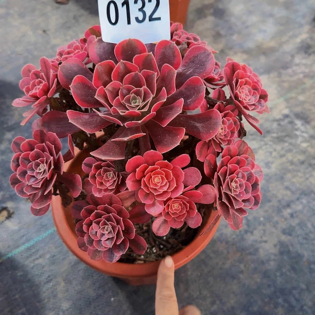 无花朵美杜莎花花0132