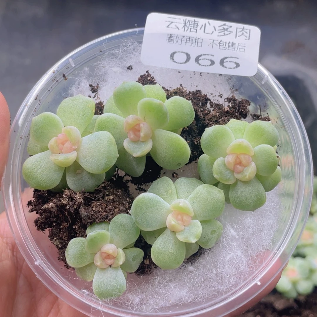 云糖心多肉植物66
