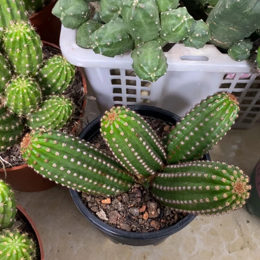 进口金妞金1一物一拍223