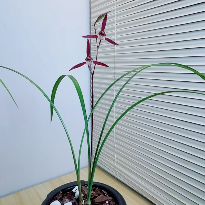 濠***滨完全开放一物一拍