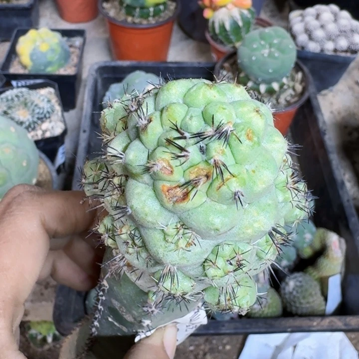 0204苗接帝王丸微瑕疵