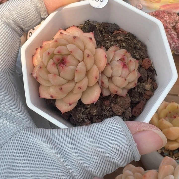吴*茹183多肉哈哈哈哈