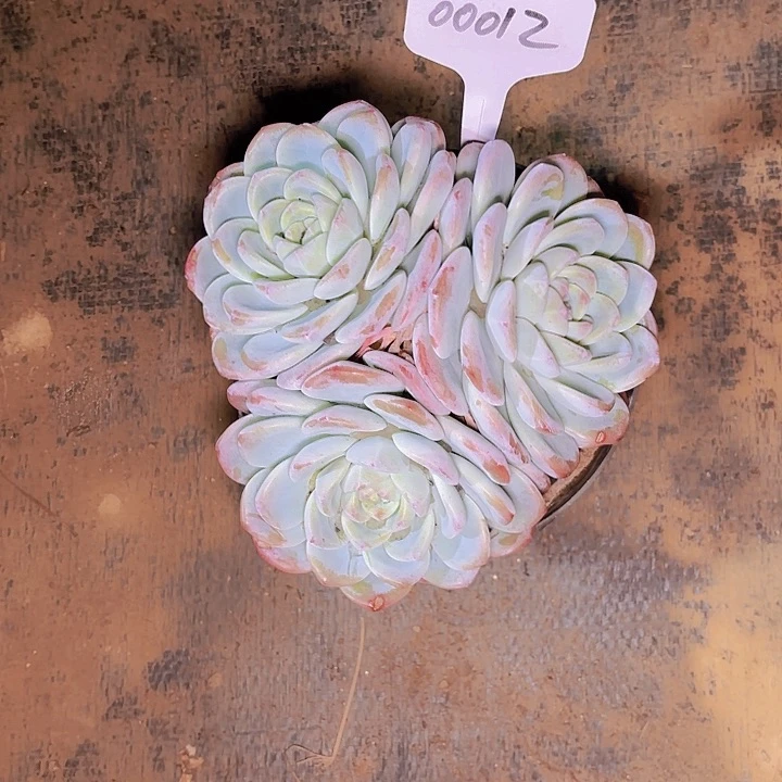 格*?冰玉一物一拍00012