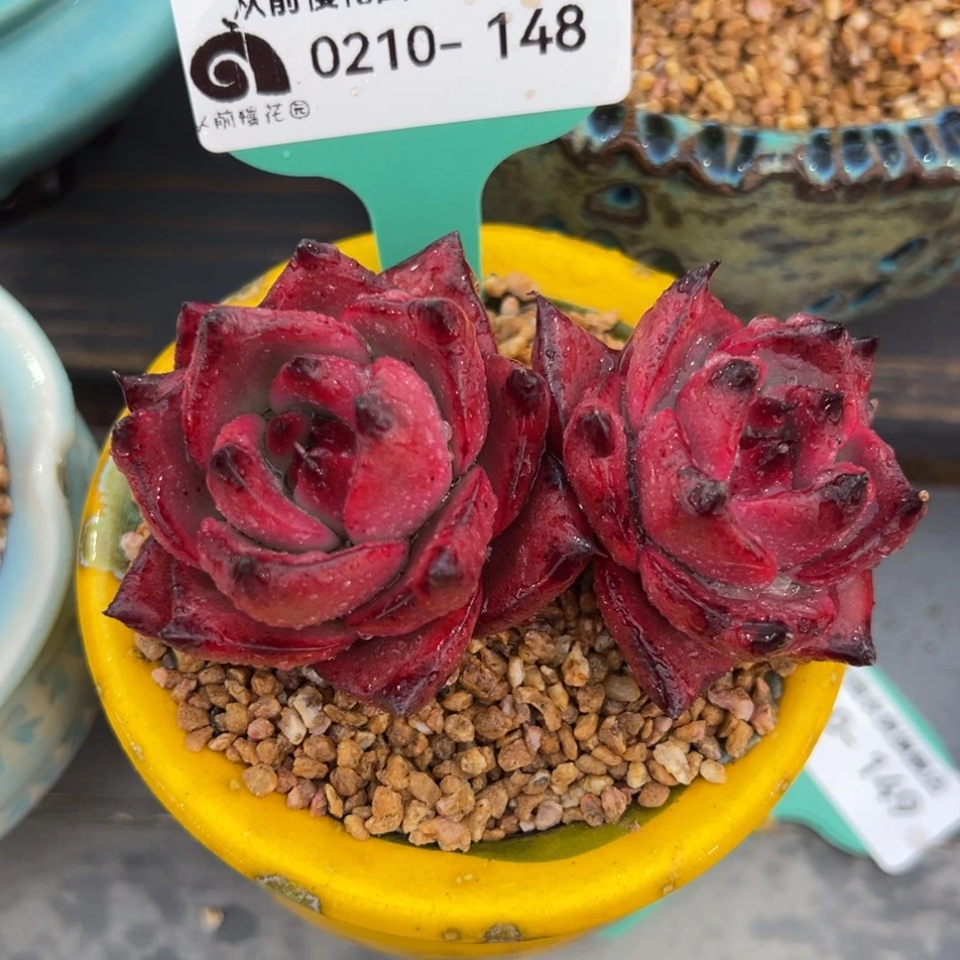 从前慢多肉精选编号0210.148