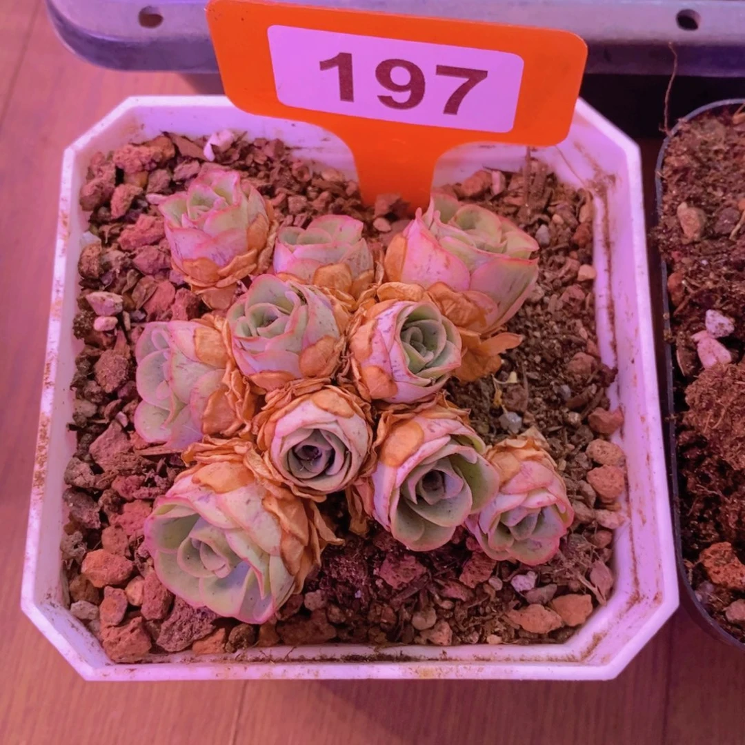 林***静山地玫瑰一物一拍197